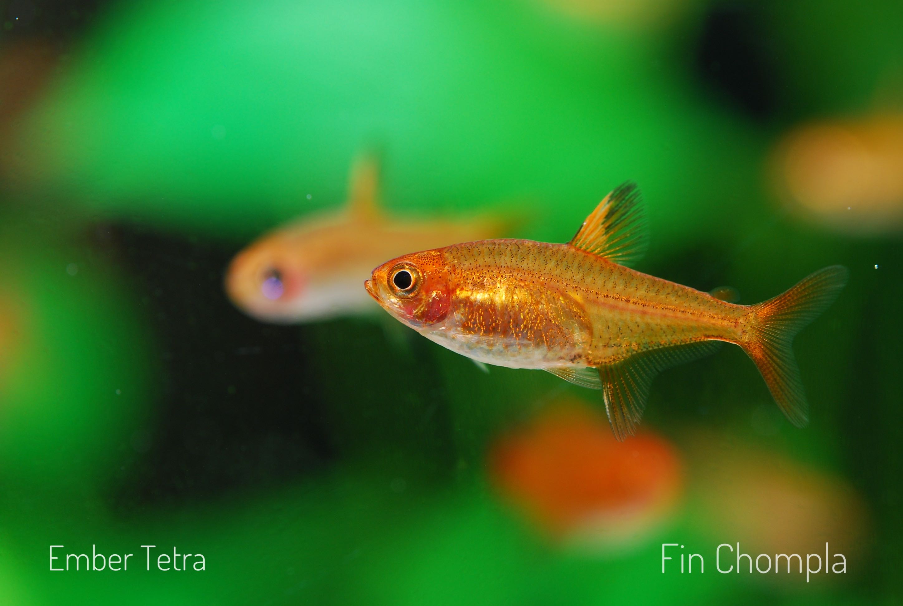 Ember Tetra เอมเบอร์ เตคร้า