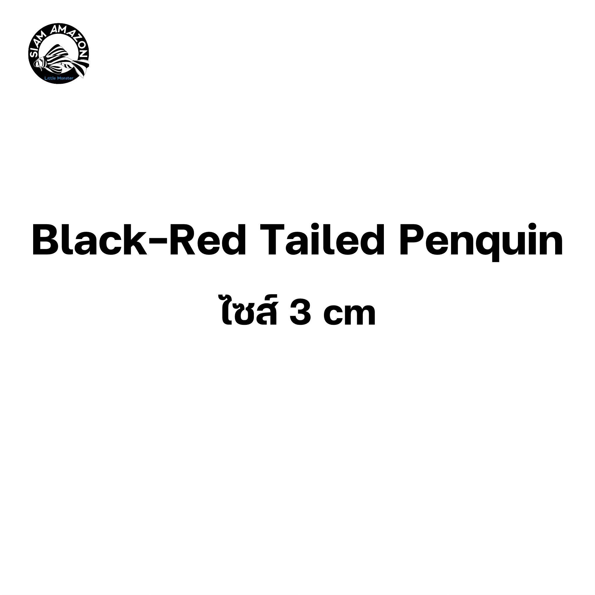 Black Red Tailed Penquin ไซส์ 3 cm