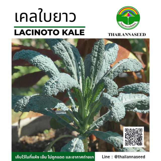 เคลใบยาว ( ขนาด 0.5 กรัม ) รหัสสินค้า 4003