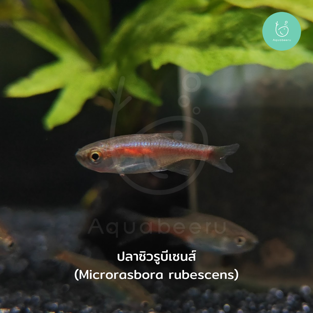ปลาซิวรูบีเซนส์ (Microrasbora rubescens)