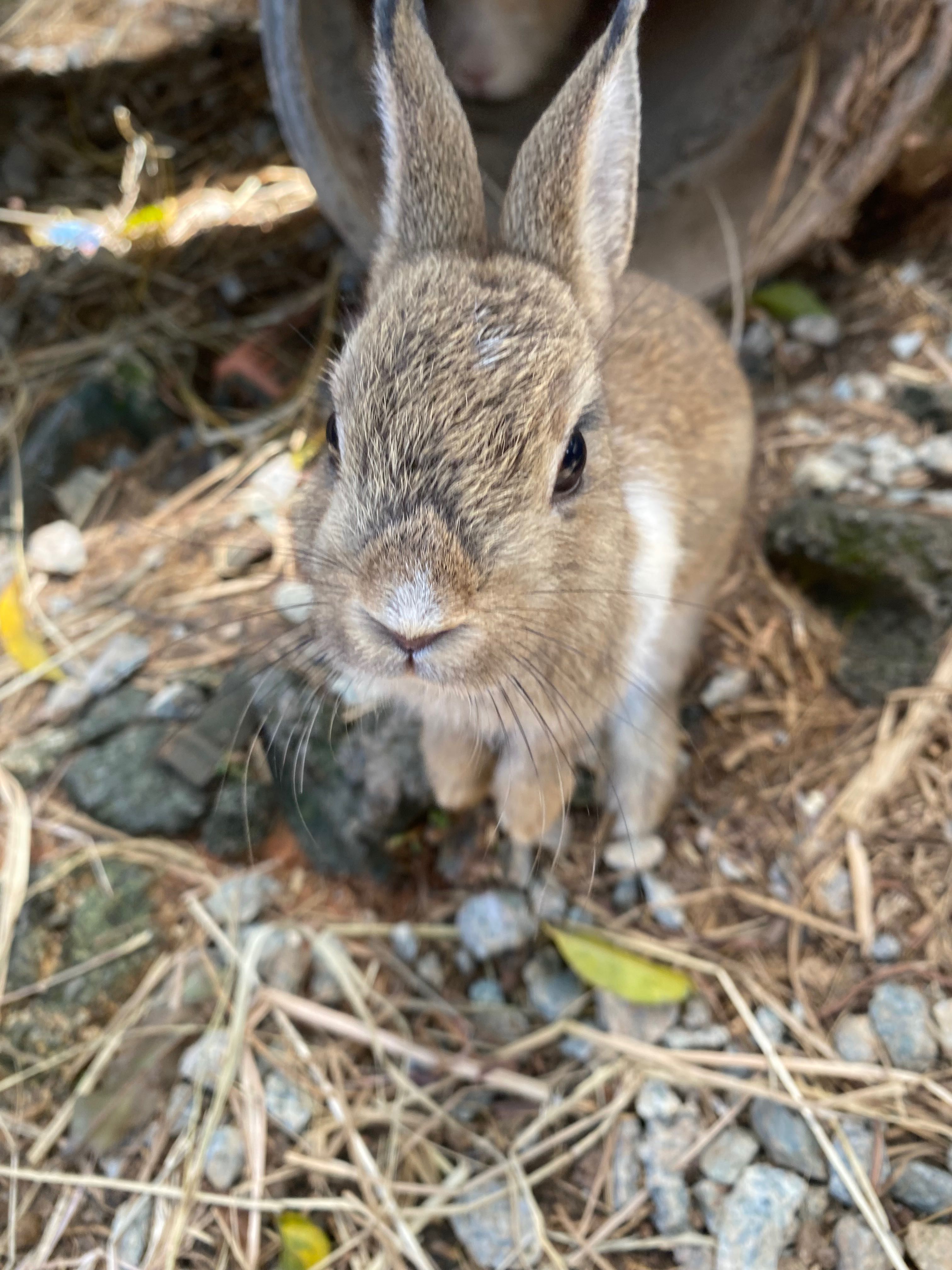 กระต่ายพันธุ์แคระ Dwarf rabbit