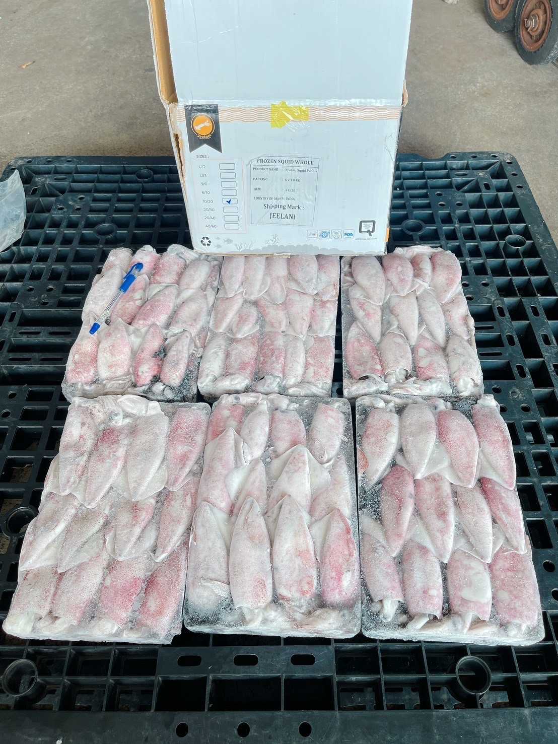 (JEELANI) หมึกกล้วยอินเดีย 10-20 10.8kg/กล่อง (ส่ง5+ 2320 บาท)