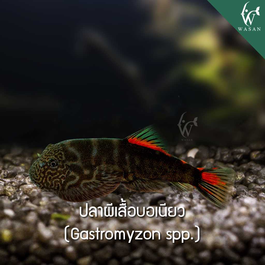 ปลาผีเสื้อบอเนียว Gastromyzon spp (ไซส์ 2-3 cm)