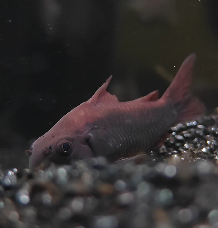 ปลาแพะแบล็คเวเน (Black Venezuela Corydoras)