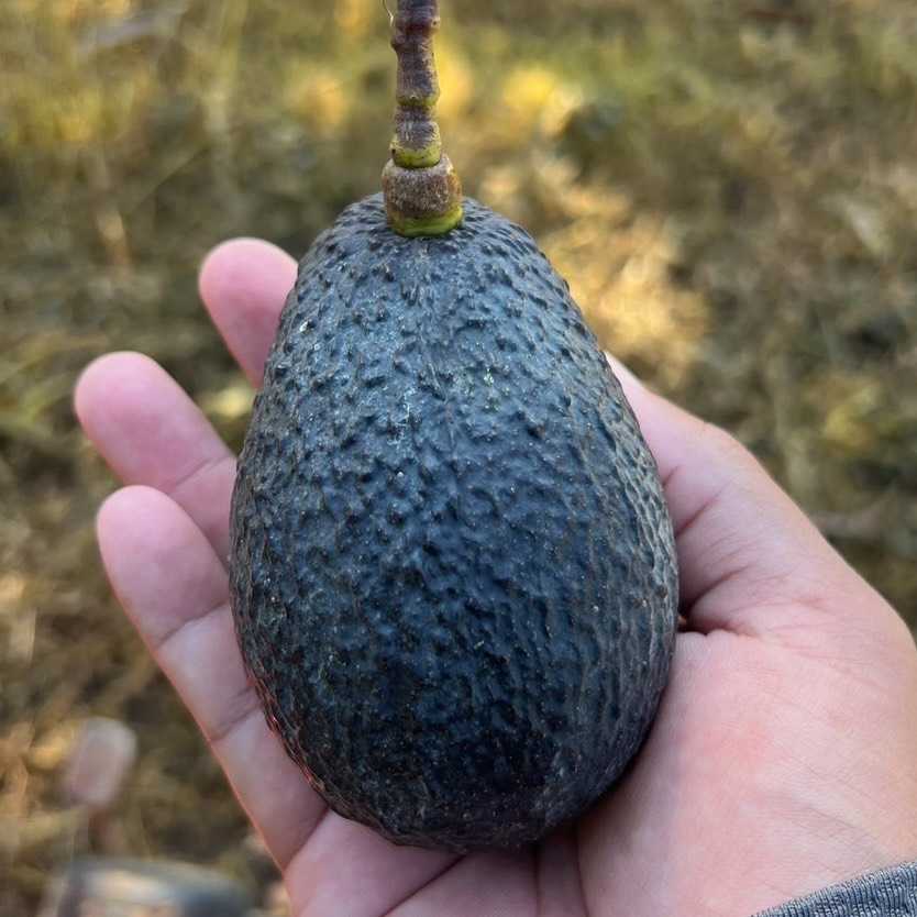 อาโวคาโด้พันธุ์แฮส คละไซส์  ปลูกเขาใหญ่  (Hass avocado Local) 180.-/kg.