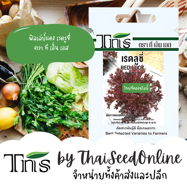 TNS(ทีเอ็นเอส) TNS เมล็ดพันธุ์แบบซองเล็ก ฟิลเลย์แดง เรดลูซี่ ตรา ที เอ็น TNS Red Fillet Lettuce