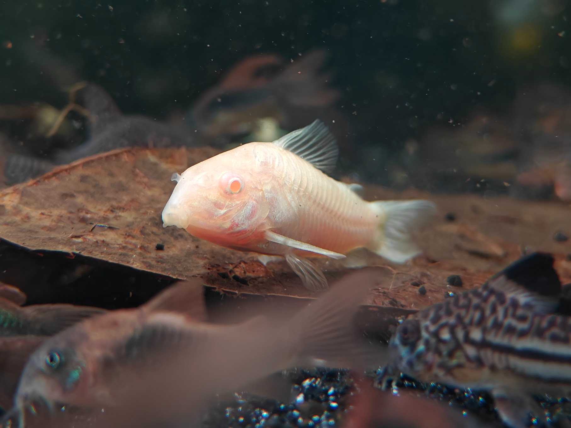ปลาแพะเผือก/ไซส์ยักษ์ (Giant Corydoras Albino)