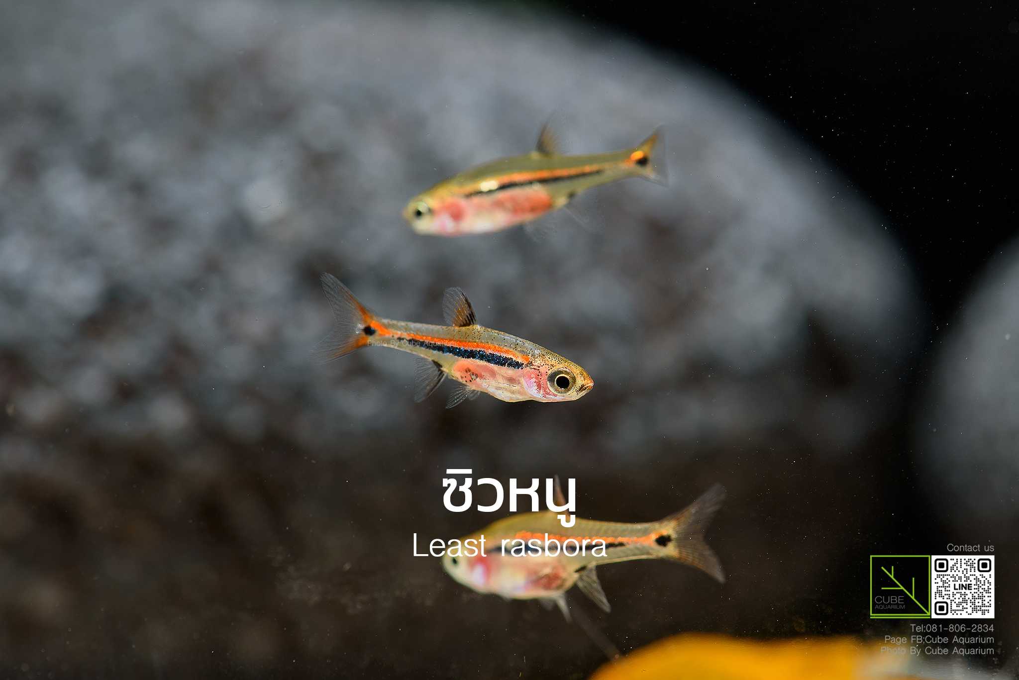 ปลาซิวหนู Least rasbora