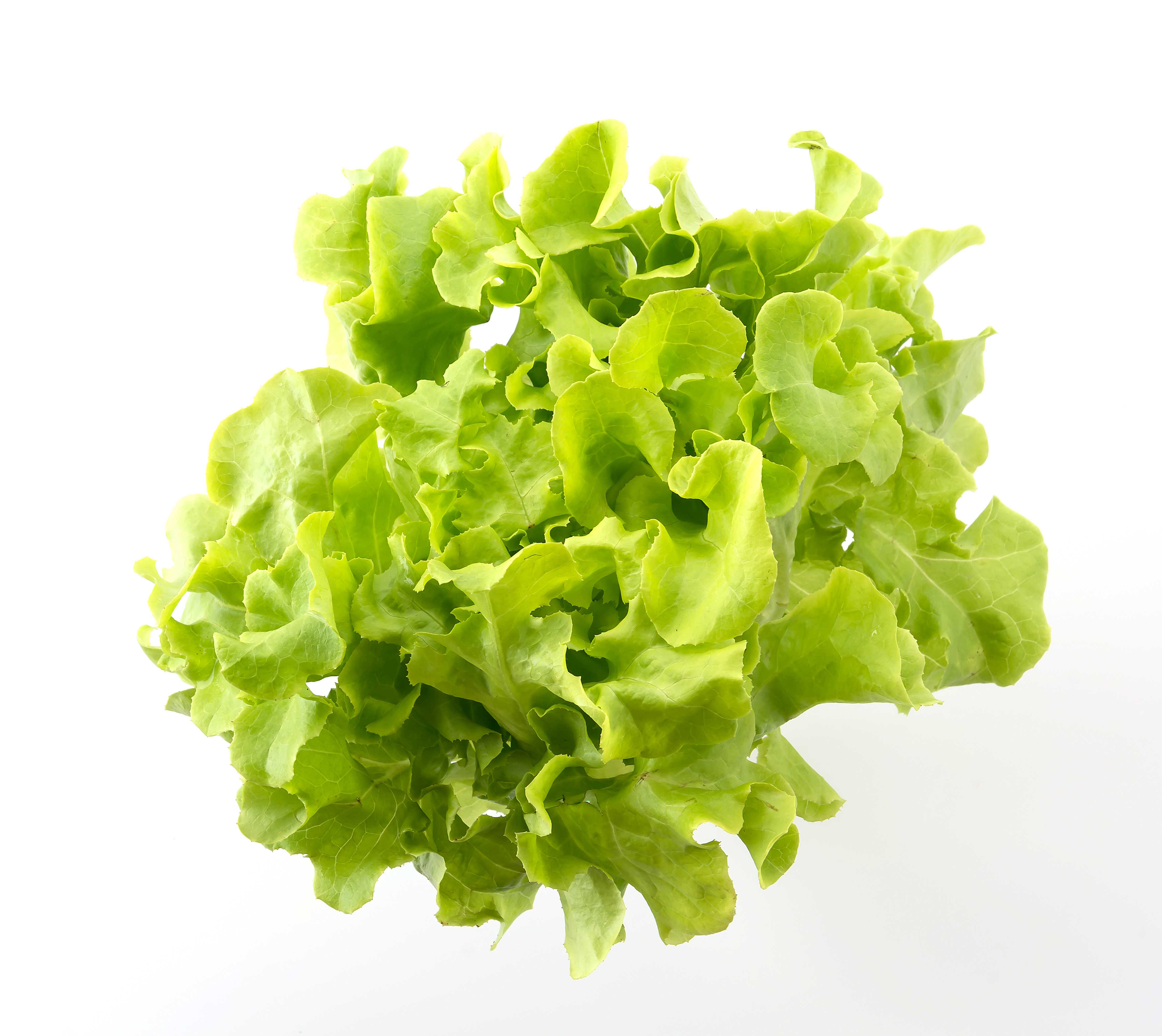 Vegetable ผักสลัดสดปลอดสาร