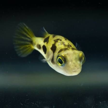 Dwarf Pea puffer fish ปักเป้าแคระ 