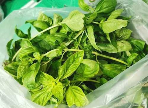 ใบเบซิล Italian Basil สด สะอาด รับประกันคุณภาพ