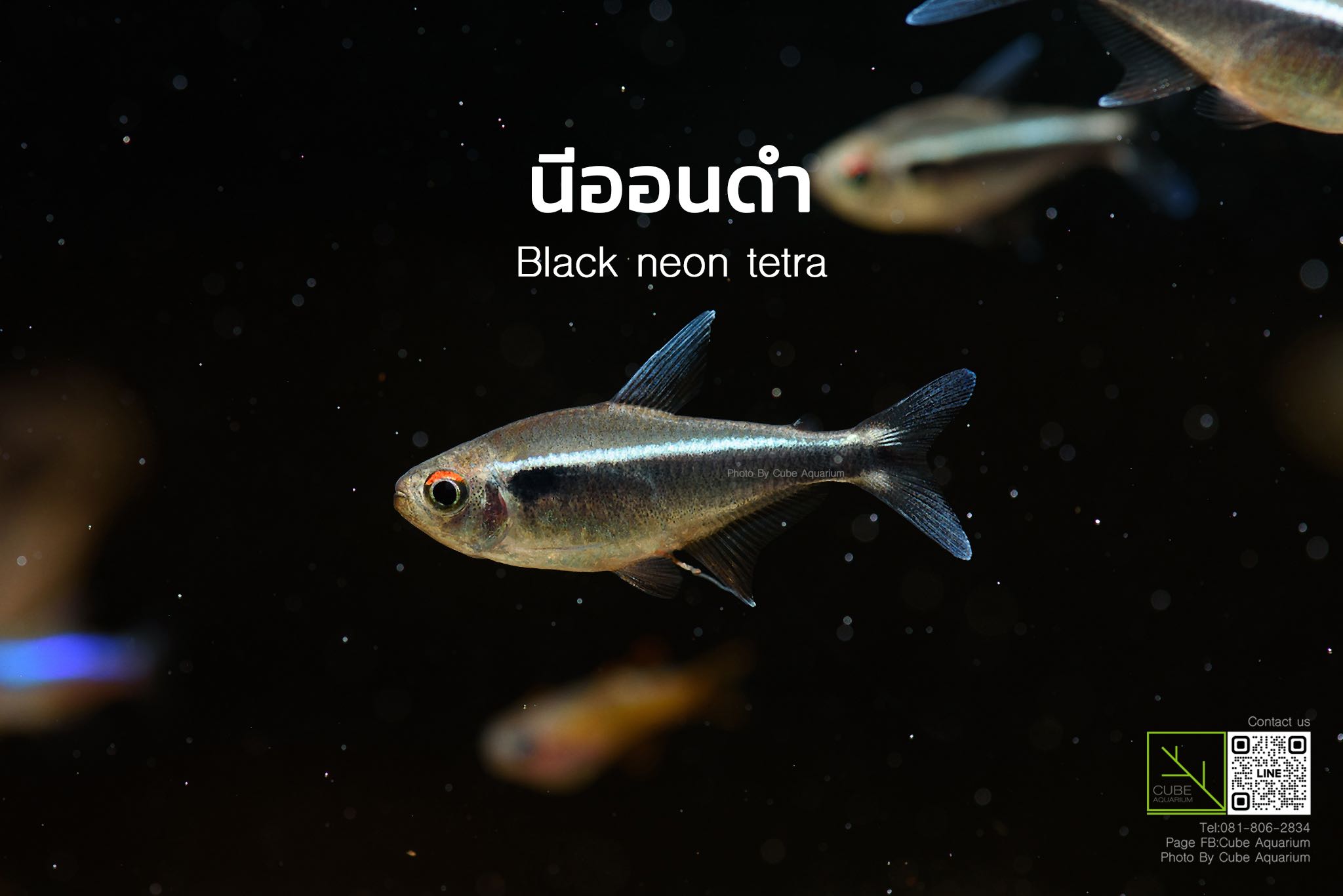 ปลานีออนดำ Black neon tetra 1.3“ 