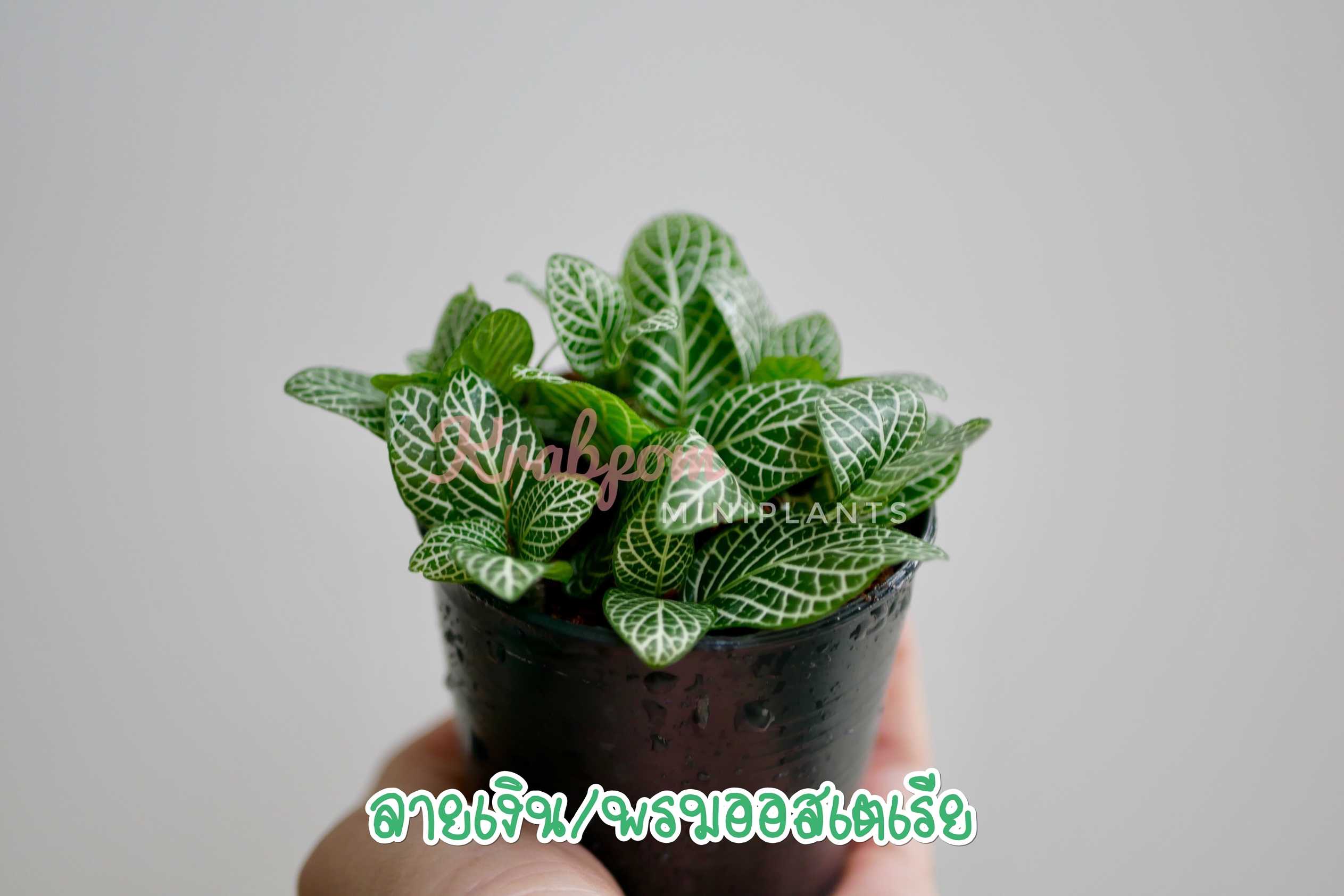 ลายเงิน พรมออสเตเรีย