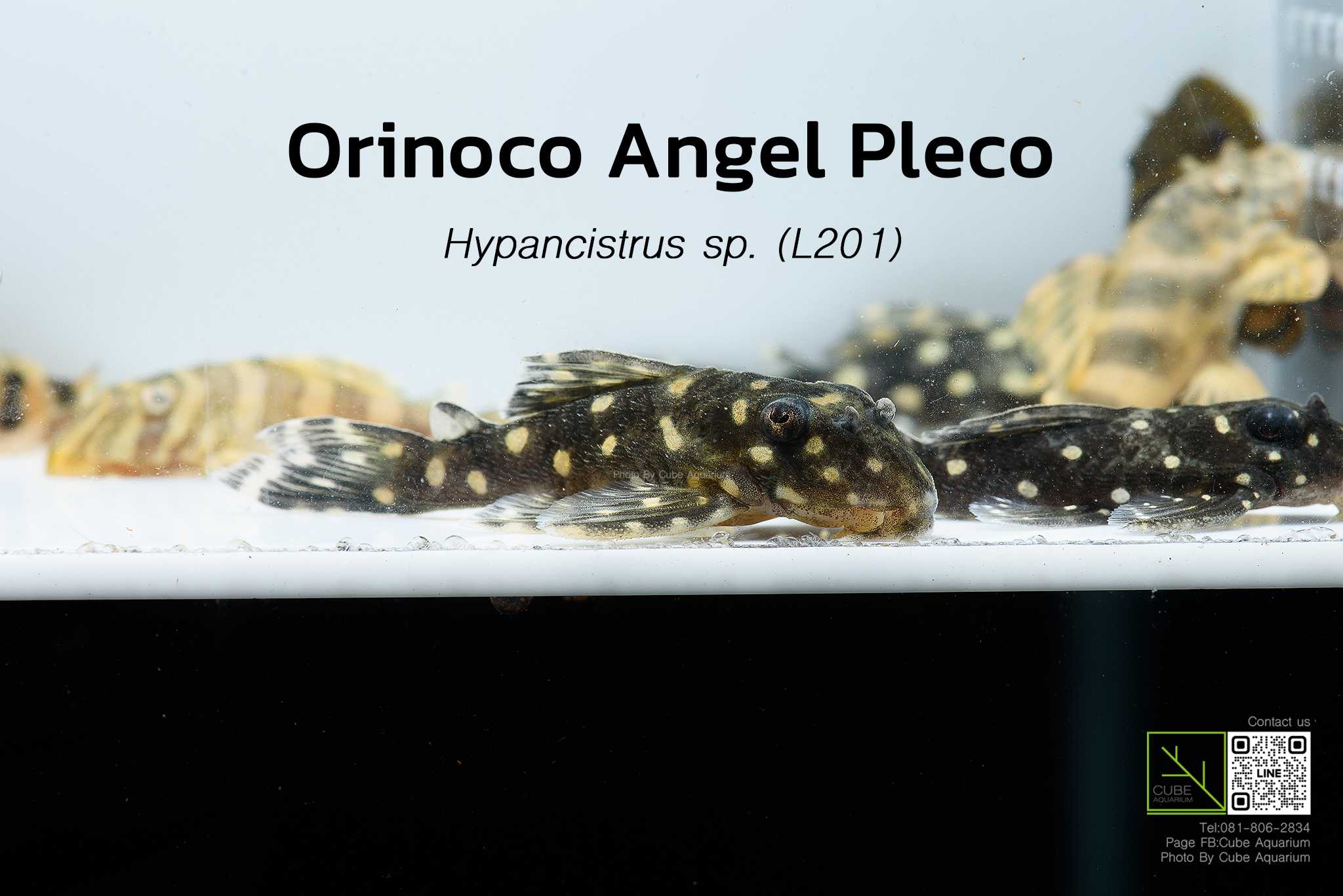 ปลาซัคเกอร์L201 Orinoco Angel Pleco 1.1นิ้ว