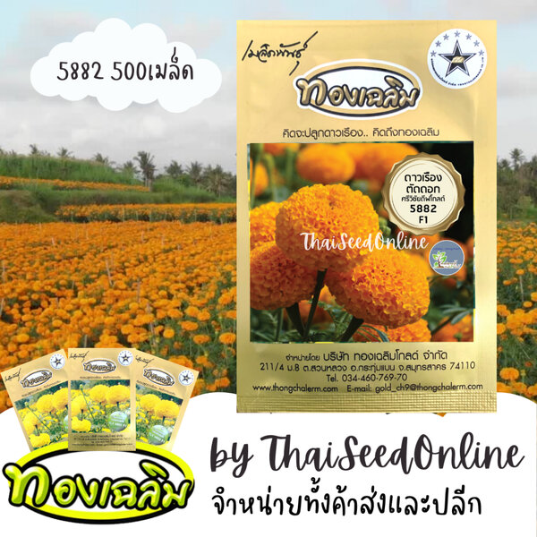 Thongchalerm(ทองเฉลิม) TC500S เมล็ดพันธุ์ ดาวเรืองตัดดอก ดาวเรืองทองเฉลิม 5882 500 เมล็ด Marigold...