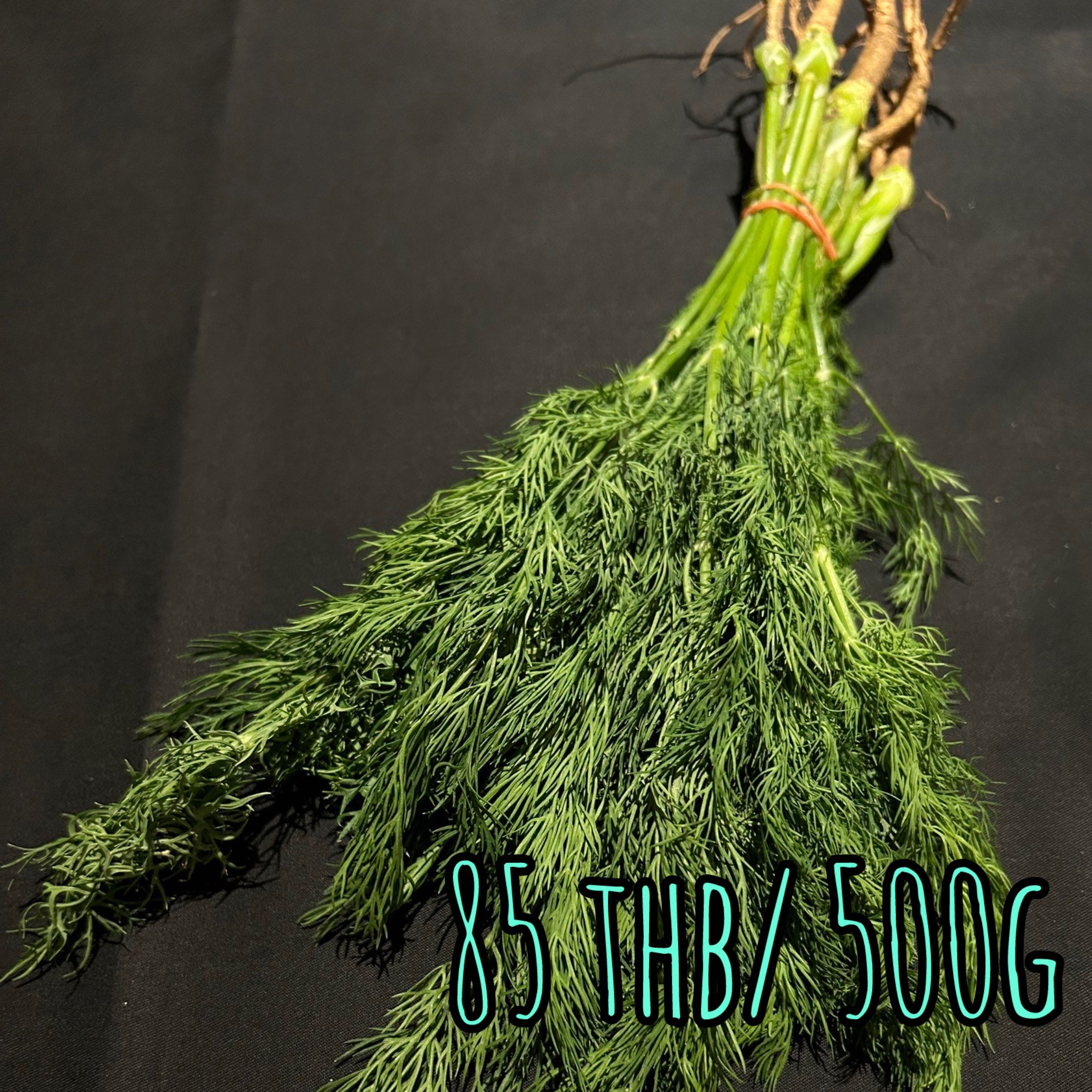 Dill ディル ผักชีลาว