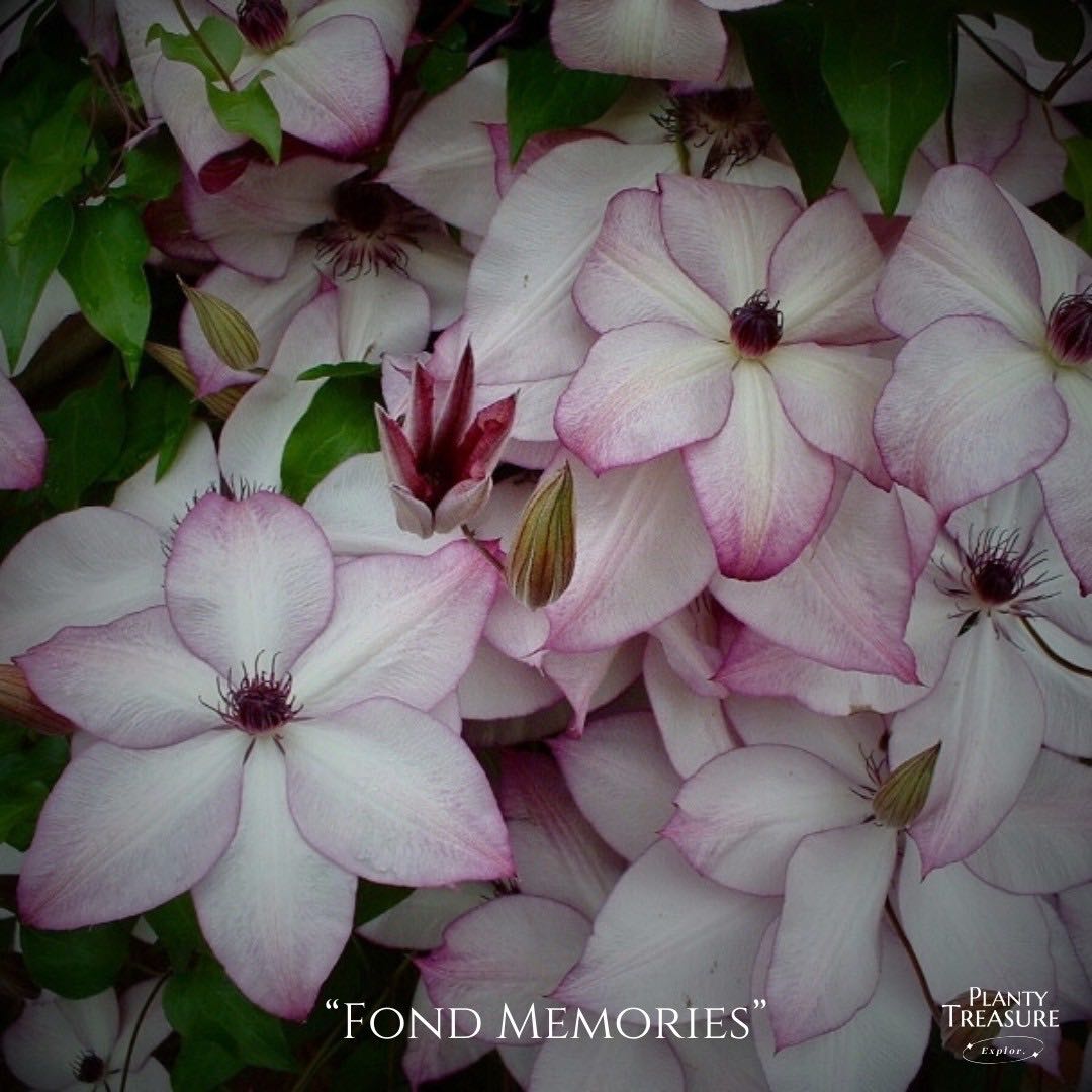 ‘Fond Memories’Clematis 