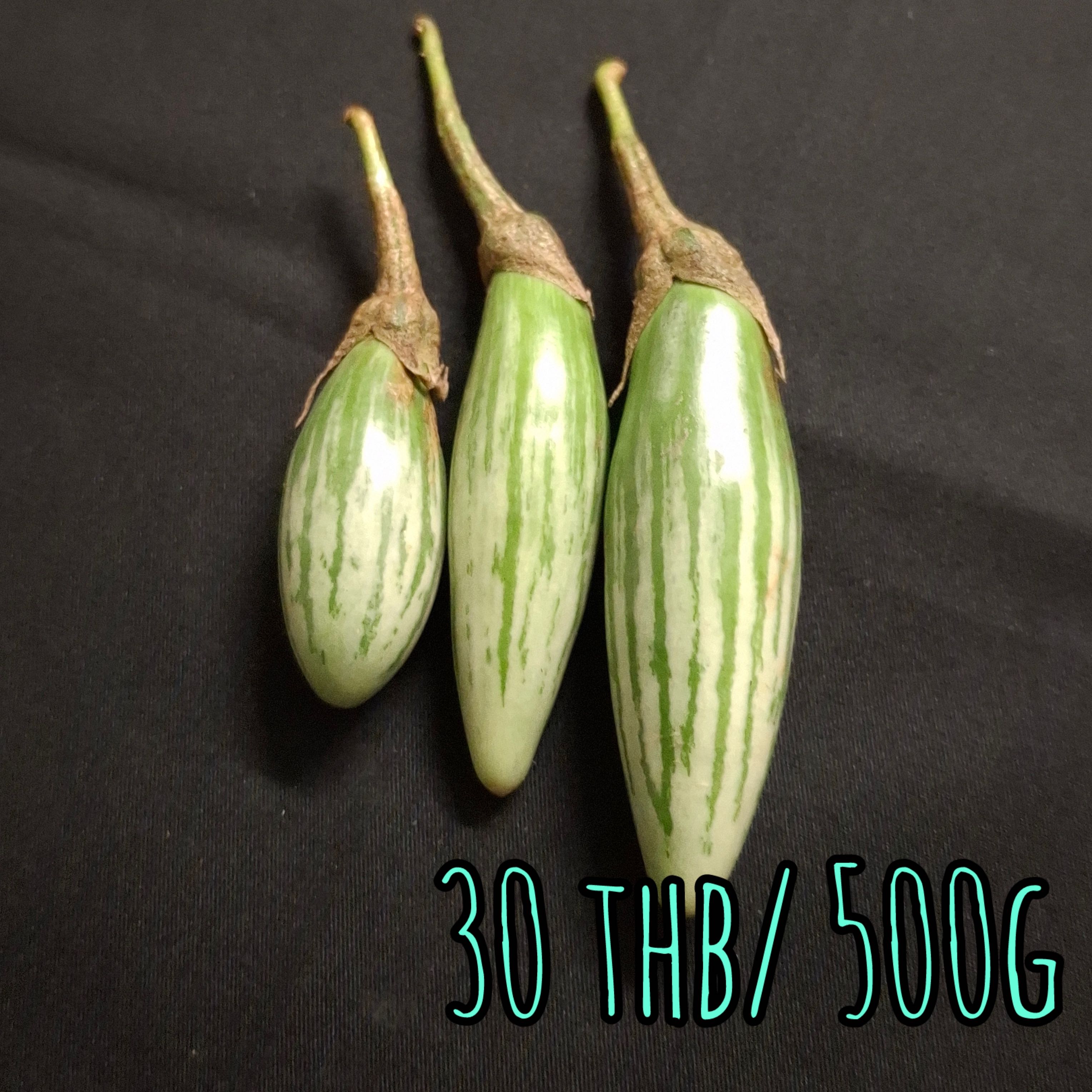 Small Torpedo Eggplant  小さなトルピードナス  มะเขือตอปิโดเล็ก