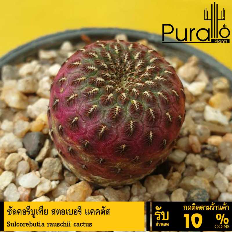 ต้นไม้อวบน้ำ ซัลคอรีบูเทีย สตอเบอรี่ แคคตัส Sulcorebutia rauschii cactus #succulent #cactus