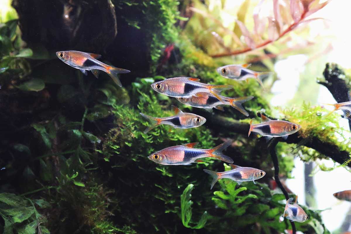 ปลาซิวข้างขวานใหญ่ (Harlequin rasbora)