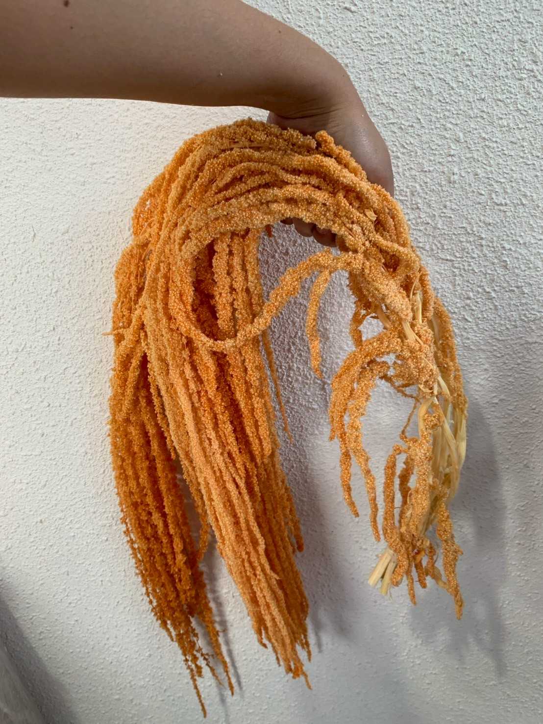 ผักโขมแห้ง - ส้ม (O1)