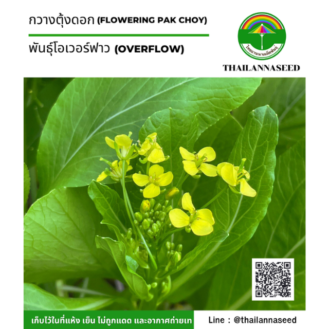 กวางตุ้งดอก พันธุ์โอเวอร์ฟาว ( ขนาด 2 กรัม ) รหัสสินค้า 4017