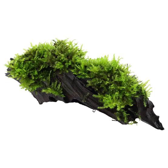 Spiky Moss On Driftwood 10-15 cm 