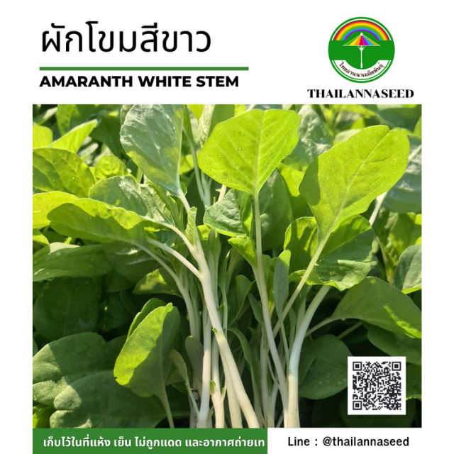 ผักโขมสีขาว ( ขนาด 2 กรัม ) รหัสสินค้า 4023