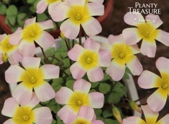 Oxalis obtusa ‘Moon Palace’