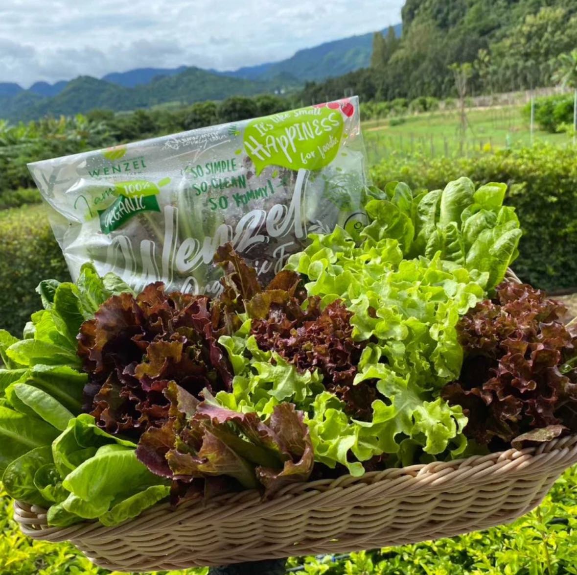 Pre-order ผักสลัดรวมออร์แกนิค 250 g / pack สั่งวันนี้ รอบส่ง พฤหัส 2 เม.ย.