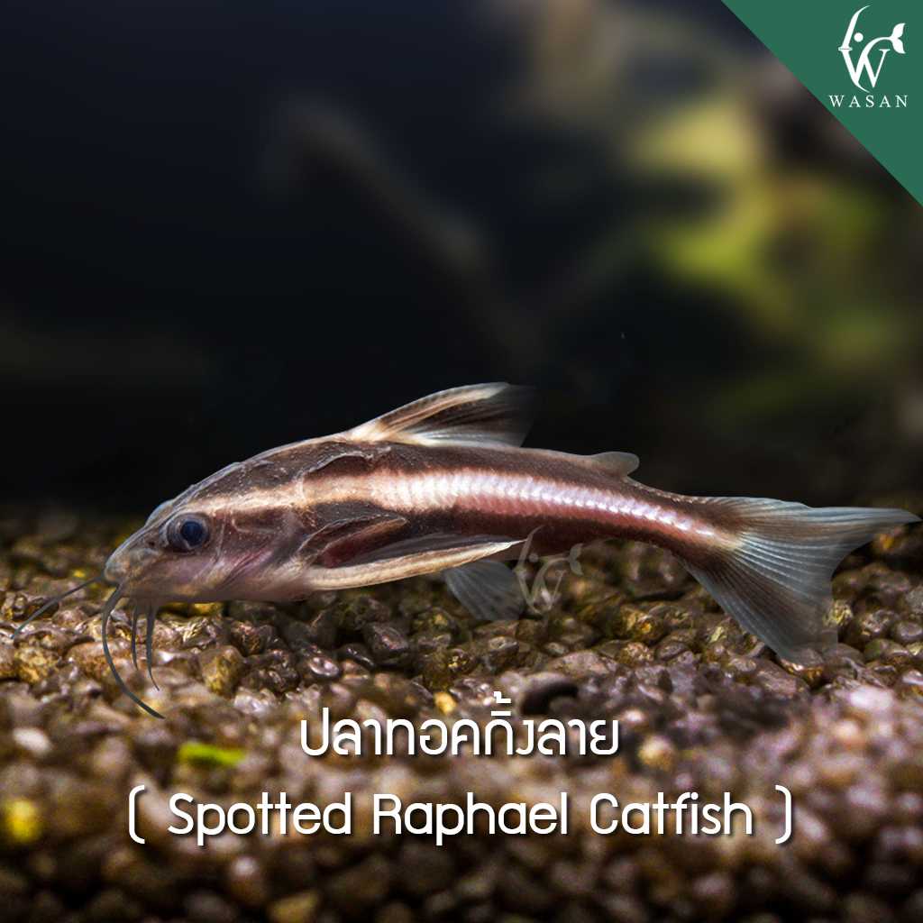 ปลาทอคกิ้งลาย Spotted Raphael Catfish (ไซส์ 1.5 นิ้ว)