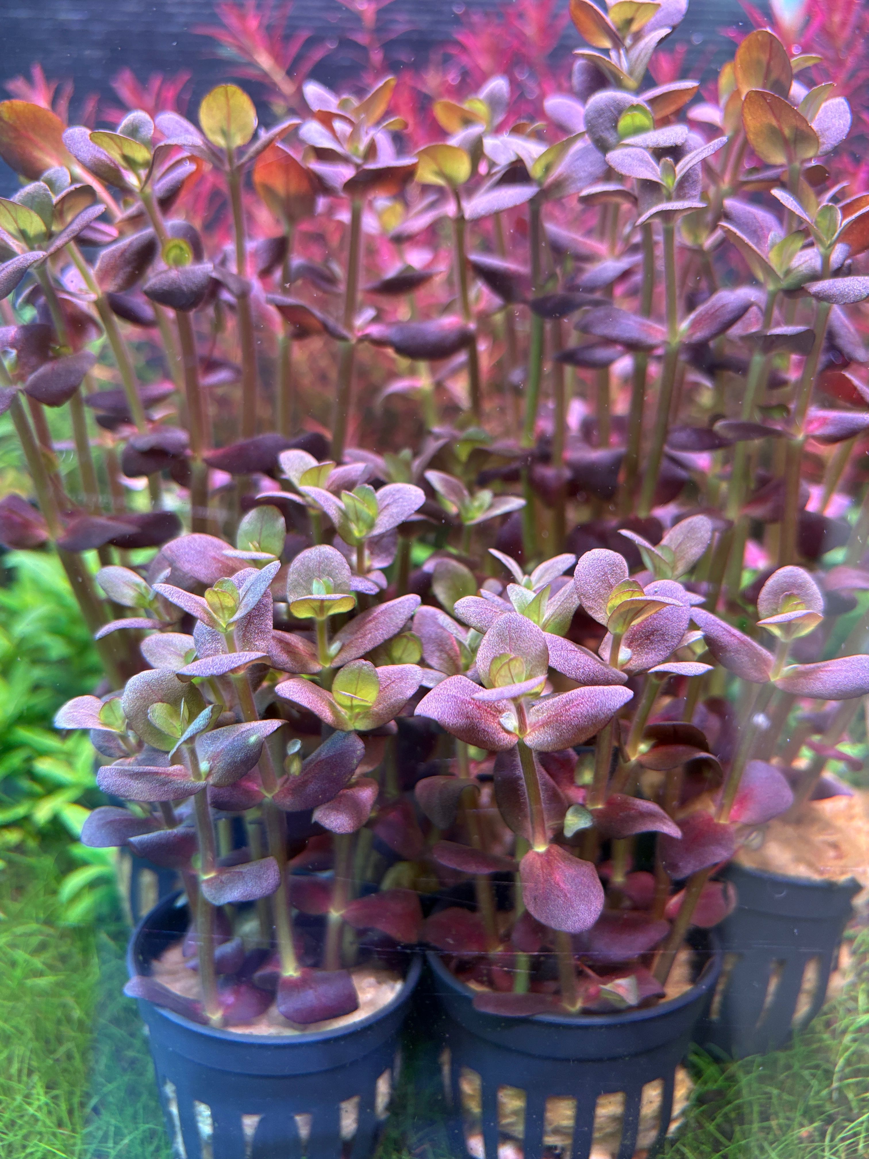 Bacopa Salzmanni Purple