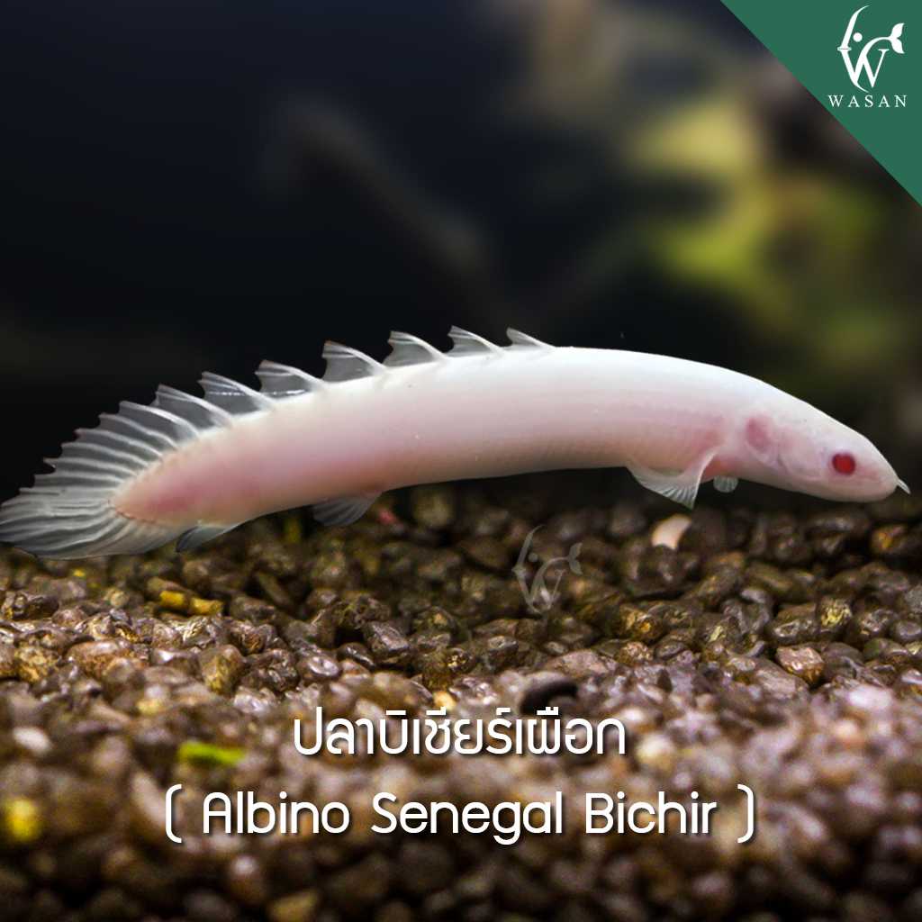 ปลาบิเชียร์เผือก  Albino Senegal Bichir (ไซส์ 3.6 นิ้ว)