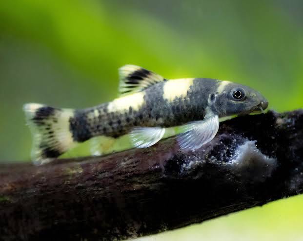 Panda Garra ( Garra Flavatra)