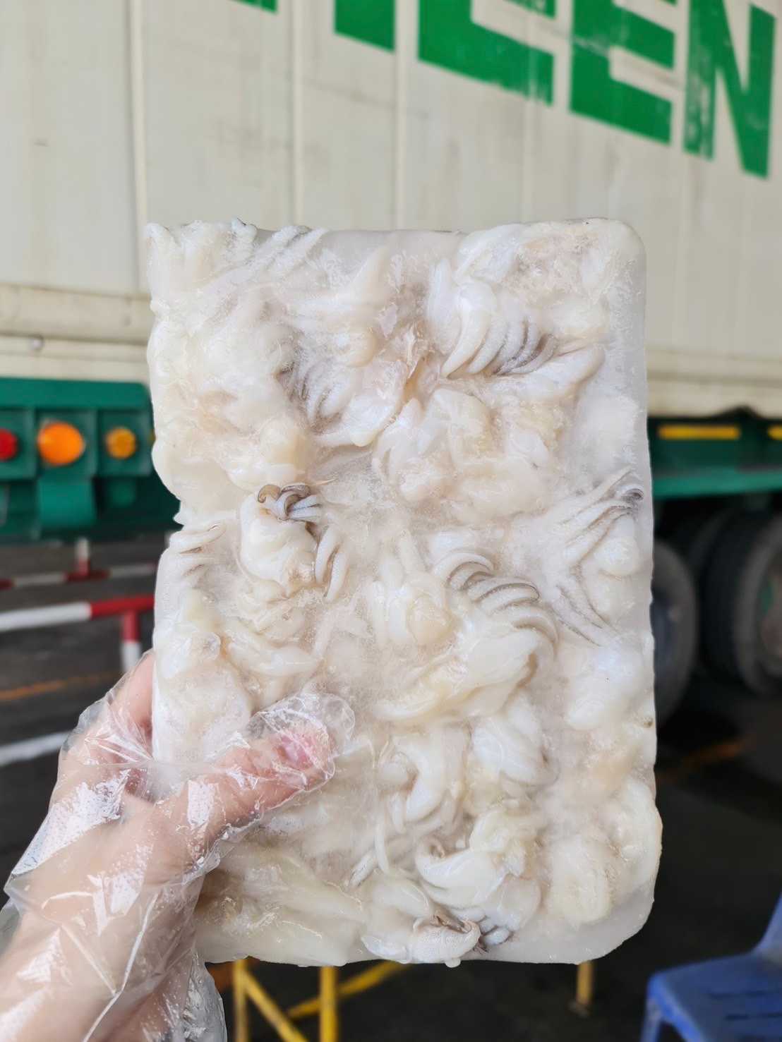 (40/60) หนวดหมึกกระดอง 1kg/p x 10p/กล่อง (ส่ง 20+ 170 บาท)(ส่ง 10+ 172 บาท)