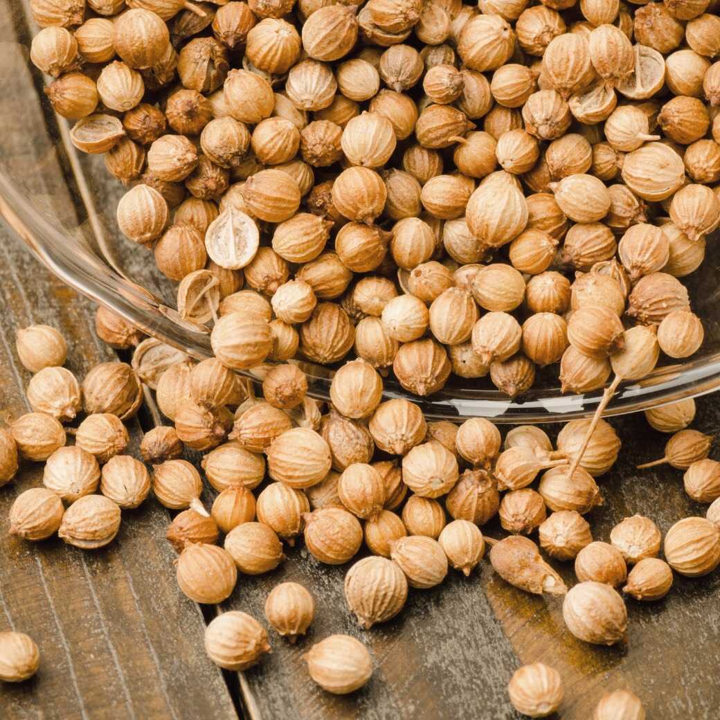 เม็ดผักชี (Coriander Seed)