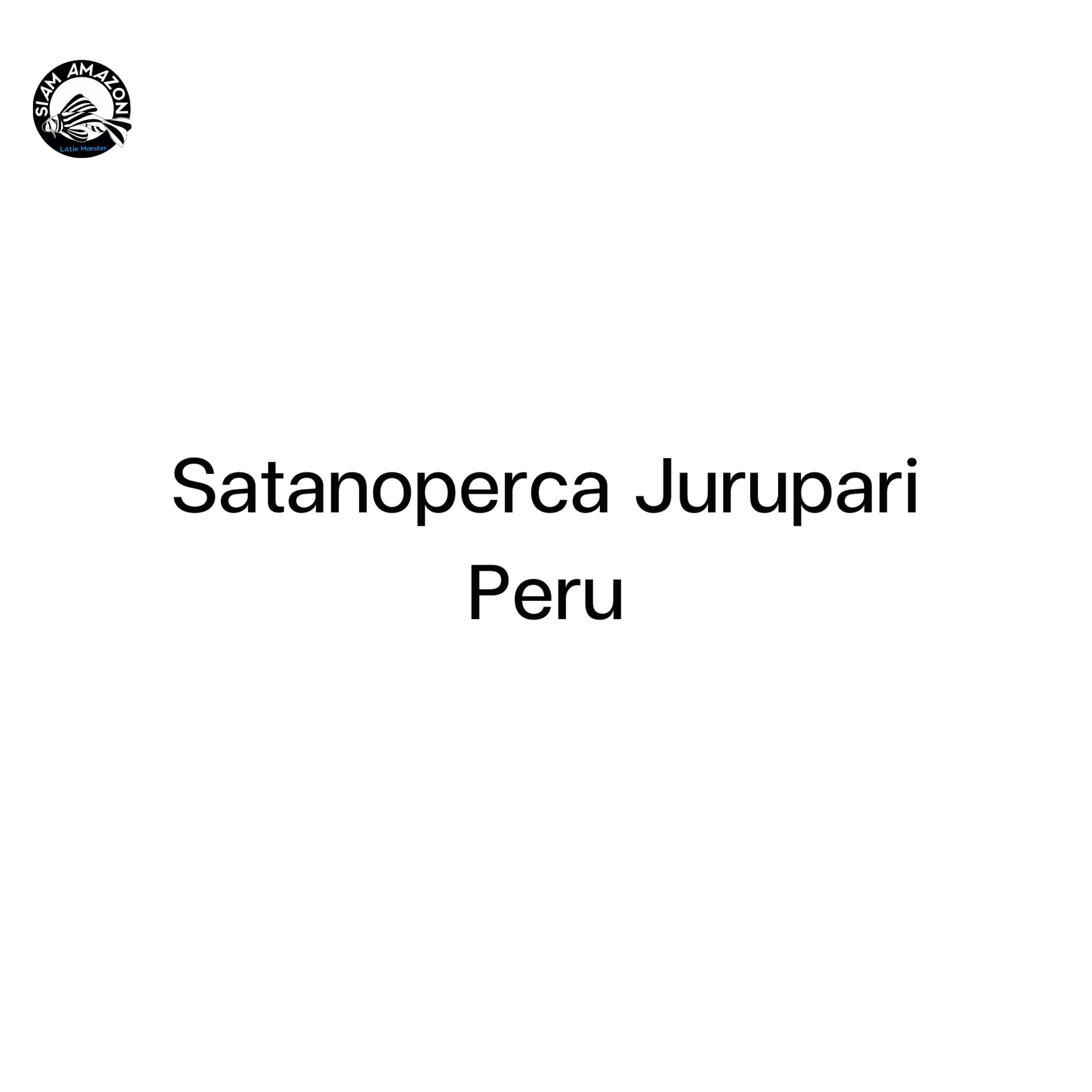 Satanoperca Jurupari 🇵🇪 