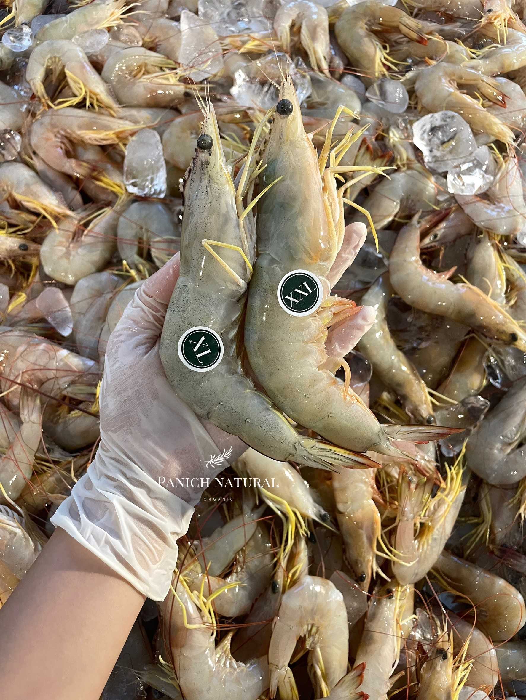 กุ้งแชบ๊วยXXL  1000g. ทะเล คัดตัวใส อวนลอย