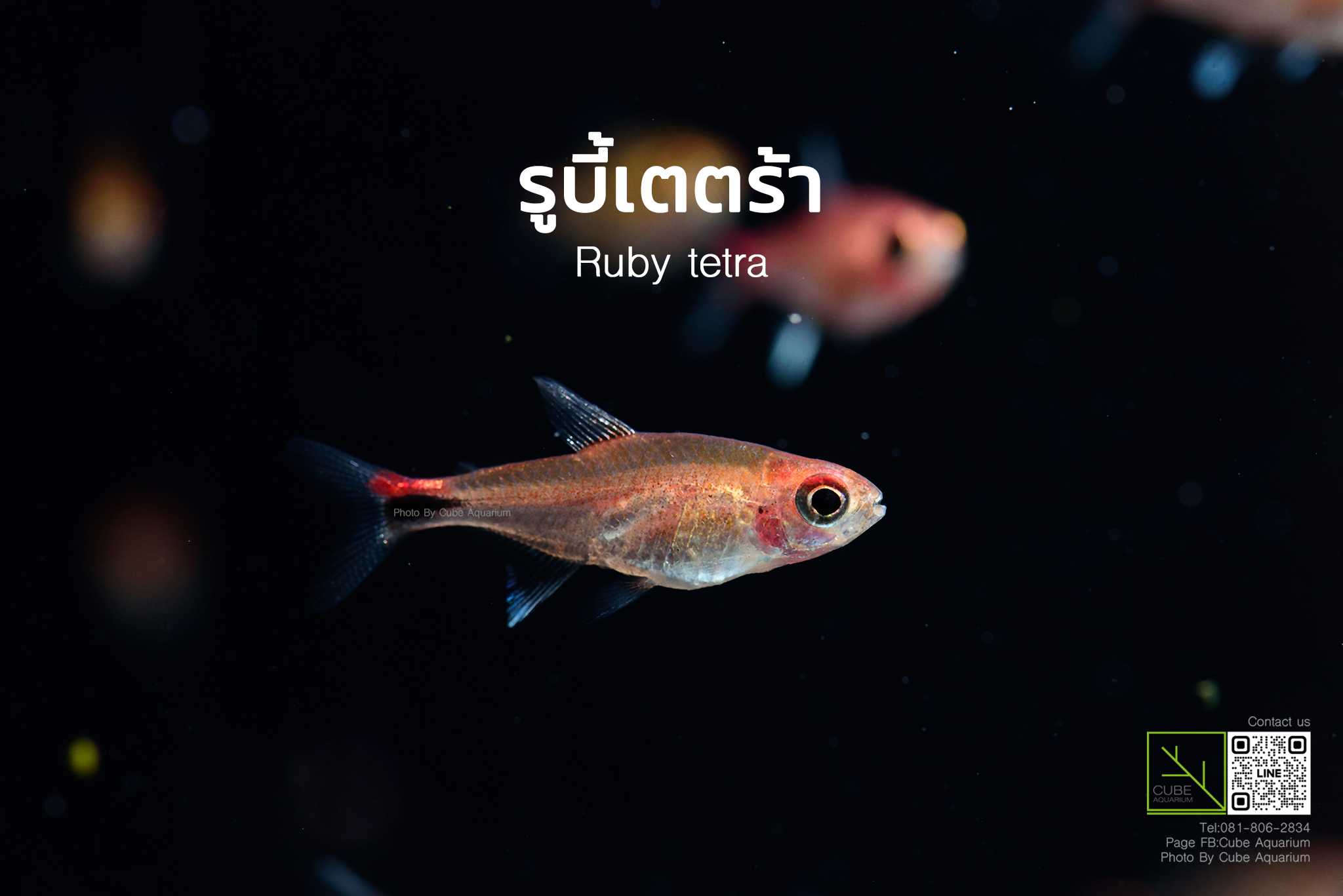 ปลารูบี้เตตร้า. Ruby tetra 0.5นิ้ว