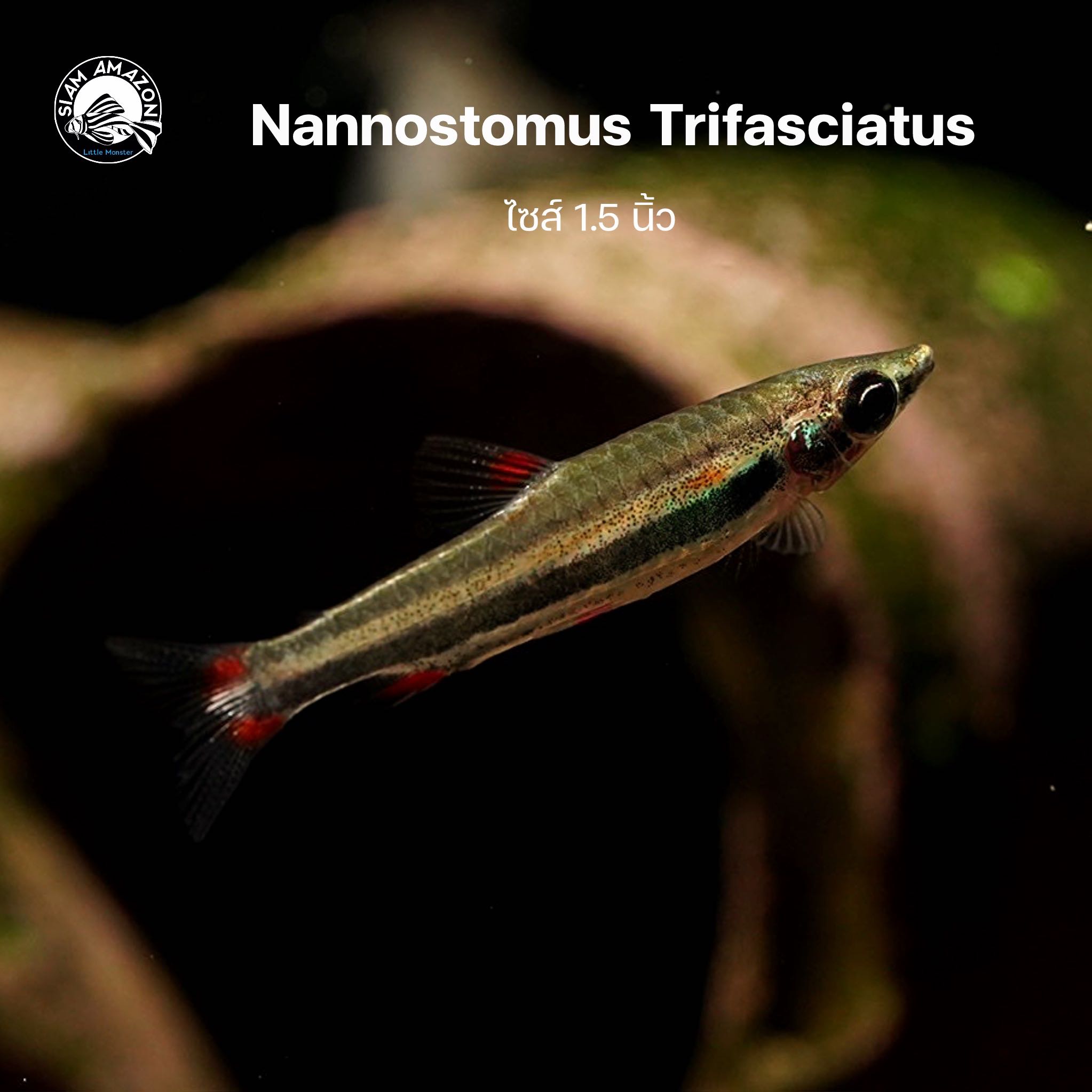 Nannostomus Trifasciatus 🇵🇪 