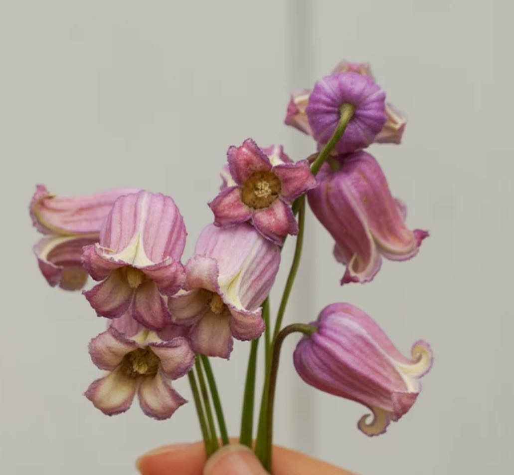 (Rare)‘Pompadour’ Bell Clematis 