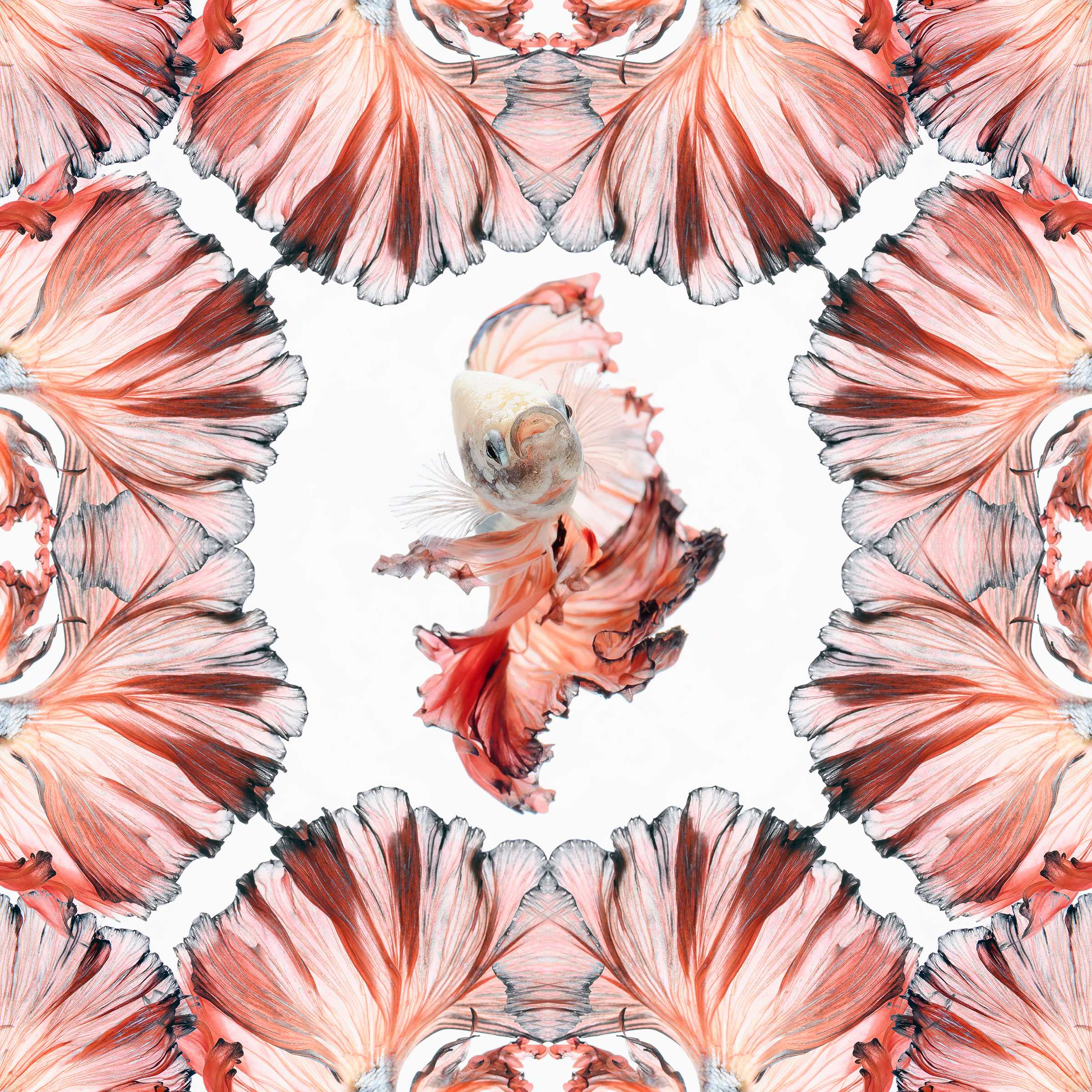 Blossom Pink Halfmoon Betta  Scarf - White/Pink
