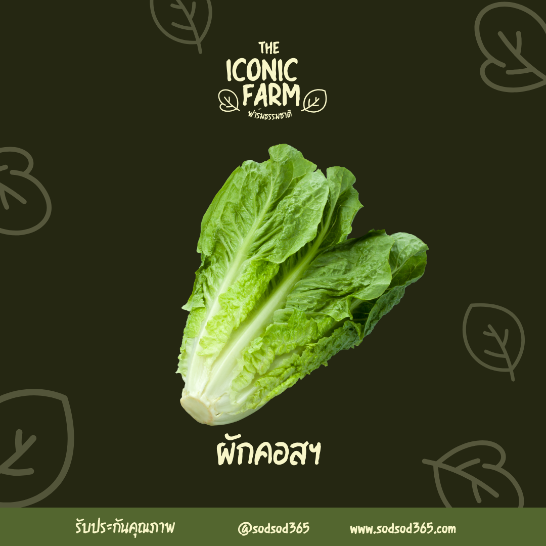 สลัดคอส 500g ผักปลอดภัย