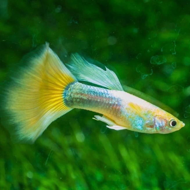 Full Gold Guppy ราคาต่อตัว