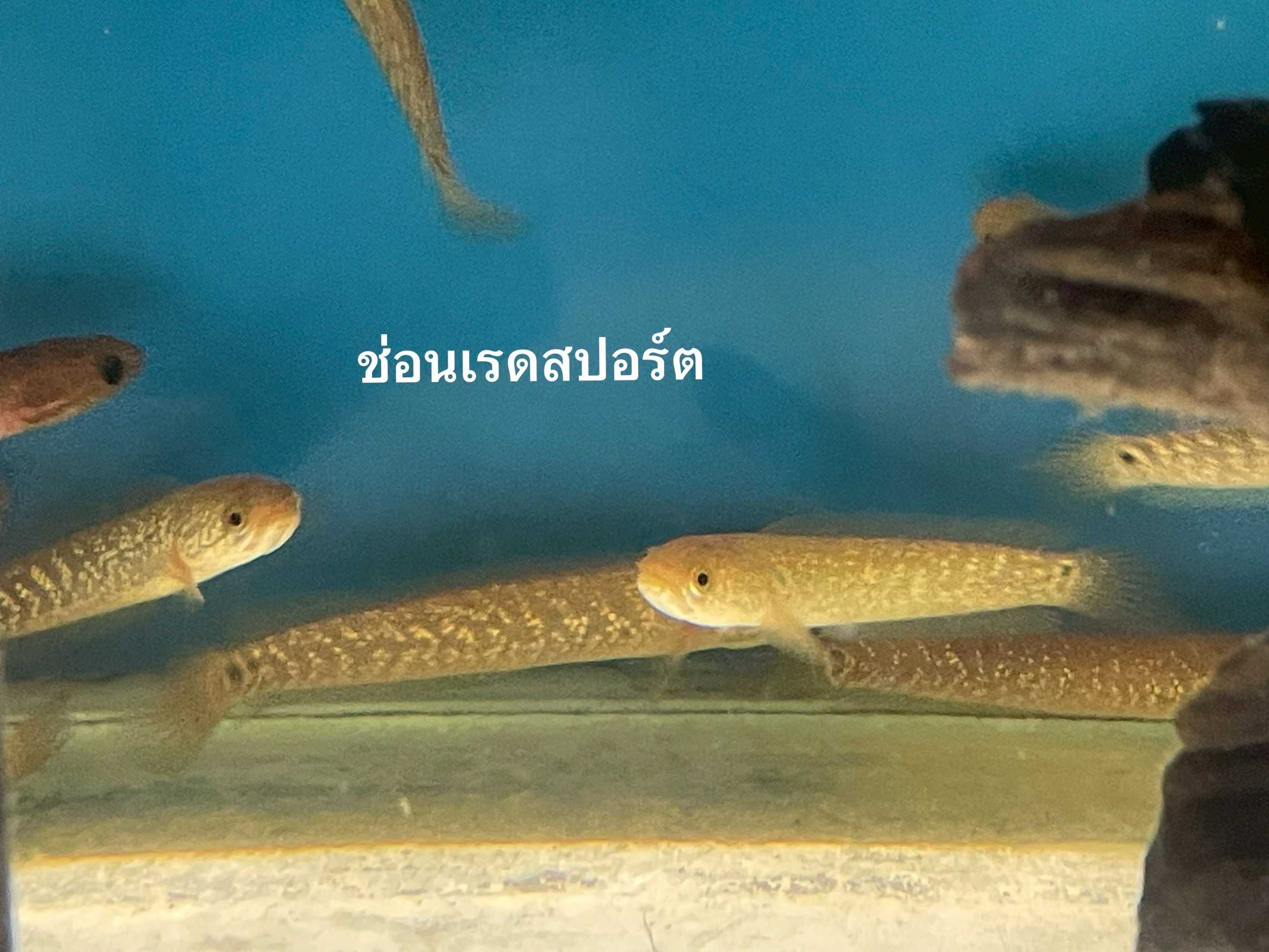 ช่อนเรดสปอร์ต เอเชียติกา ( ไซส์ 2.5 นิ้ว )