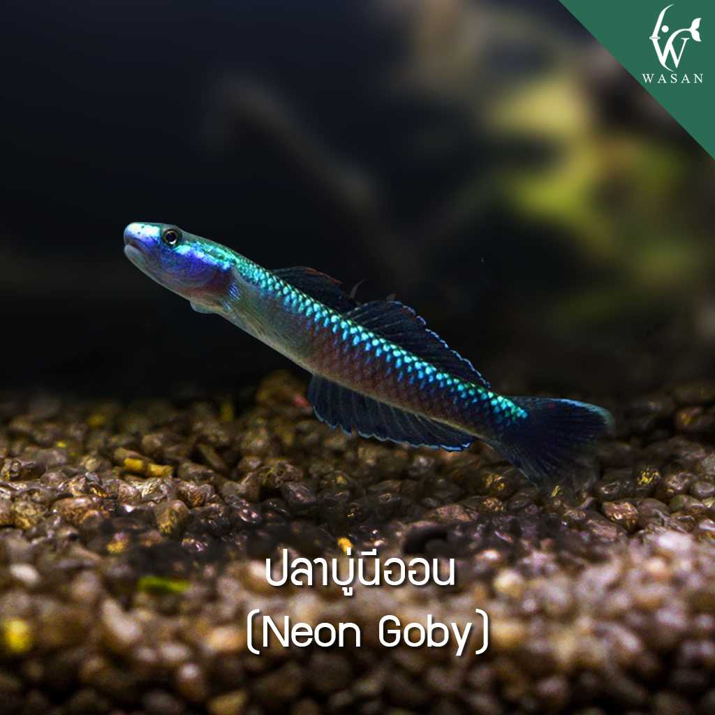 ปลาบู่นีออน Neon Goby (ไซส์ 3.4 cm)