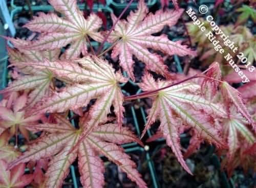 (Special) ‘Peaches and cream ‘ Japanese Maple 