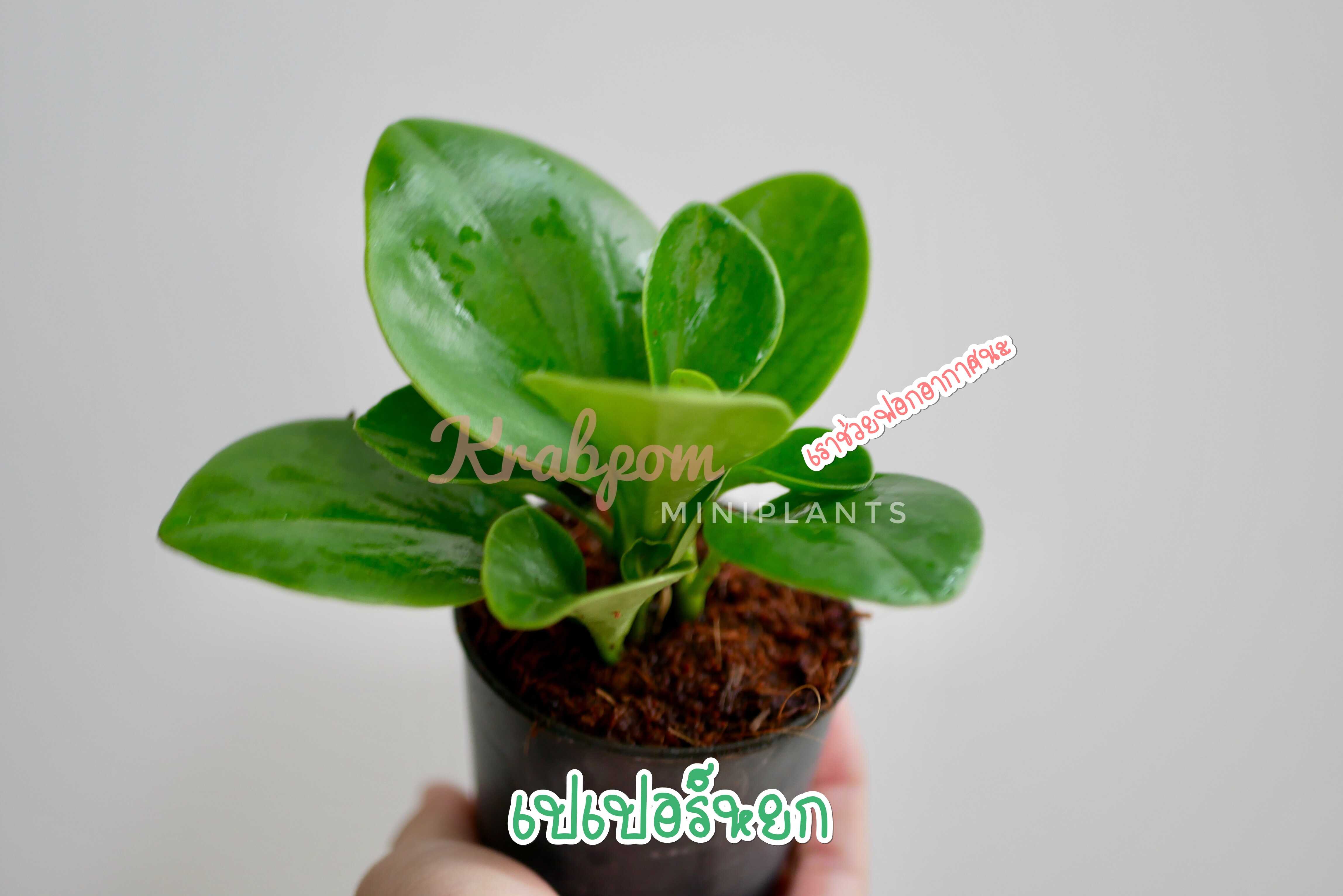 เปเปอร์หยก