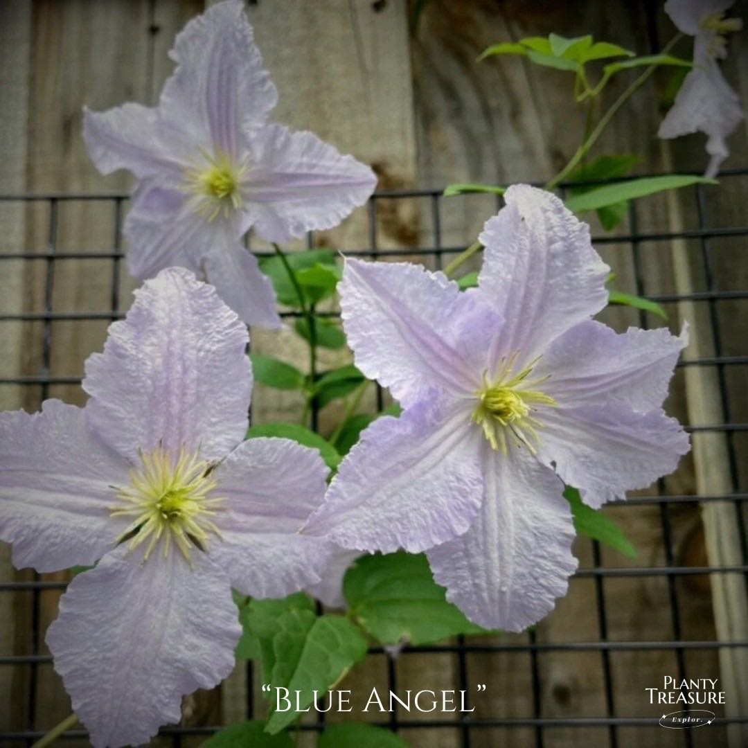 ‘Blue Angel’Clematis 