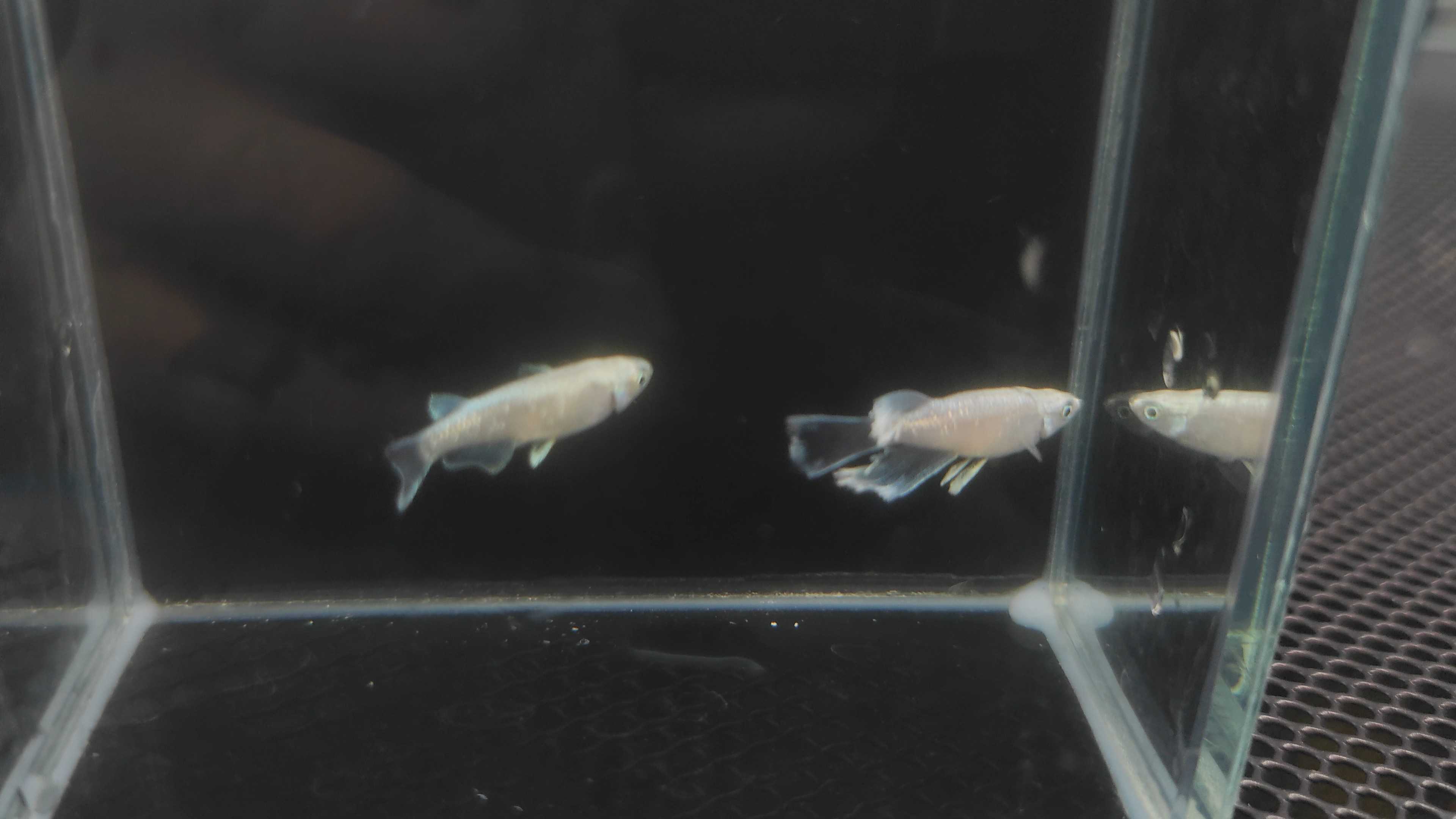 Medaka fish Red Cliff real long fin white typeนำเข้าจากญี่ปุ่น